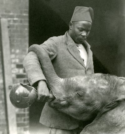 Jeune éléphant africain Kiberenge buvant donné par Darisha tandis que Syed Ali regarde en arrière-plan, Zoo de Londres, septembre 1923 - Frederick William Bond